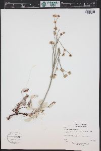 Eriogonum nudum var. auriculatum image