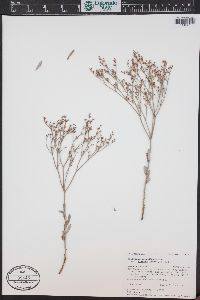 Eriogonum effusum image