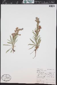 Penstemon jamesii image