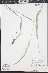 Agrostis exarata image