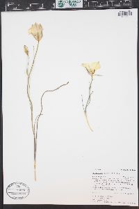 Calochortus nuttallii image