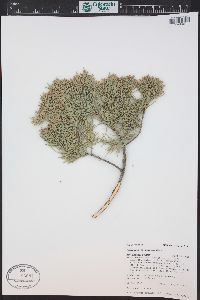 Juniperus scopulorum image