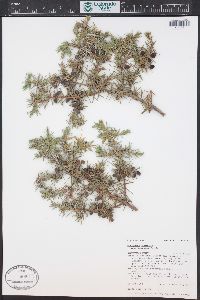 Juniperus communis var. depressa image