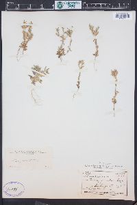 Phlox gracilis image