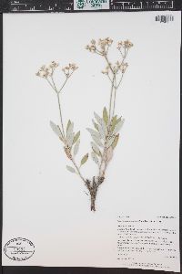 Eriogonum lonchophyllum image