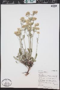 Eriogonum jamesii image