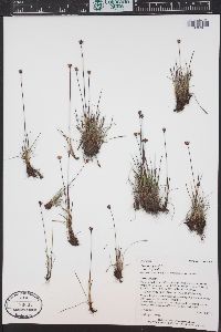 Juncus triglumis image