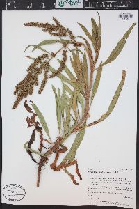 Rumex triangulivalvis image