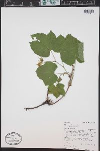 Rubus parviflorus image