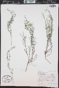 Galium fendleri image