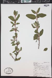 Shepherdia canadensis image