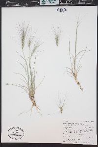 Elymus elymoides subsp. brevifolius image