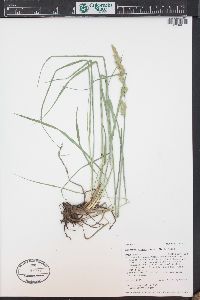 Leucopoa kingii image