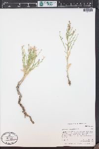 Stephanomeria runcinata image