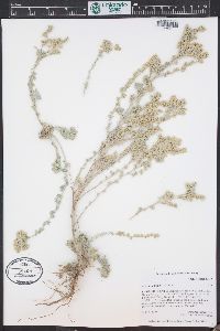 Artemisia frigida image