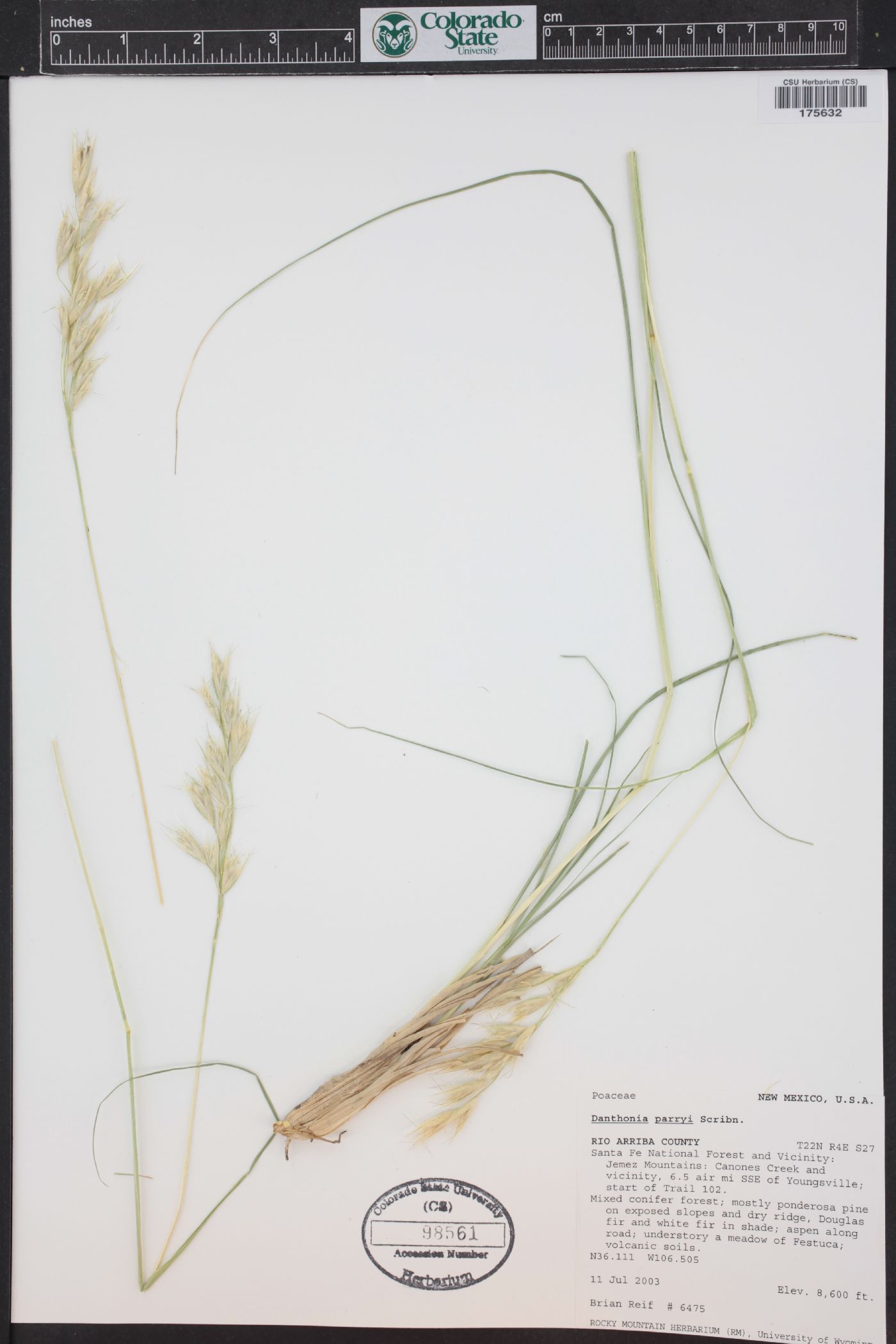 Danthonia parryi image