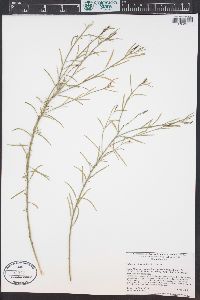 Stillingia linearifolia image