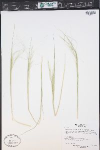 Hesperostipa comata image