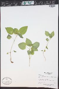 Circaea alpina image