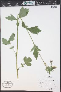 Geum rivale image