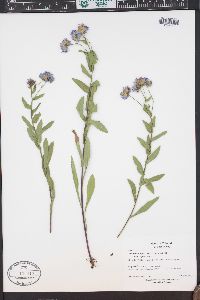 Erigeron speciosus image