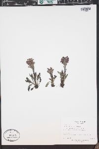 Pedicularis sudetica subsp. scopulorum image