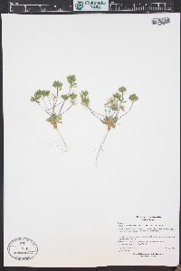 Draba cuneifolia image