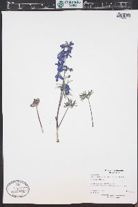 Delphinium nuttallianum image