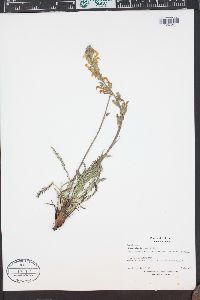 Pedicularis parryi image