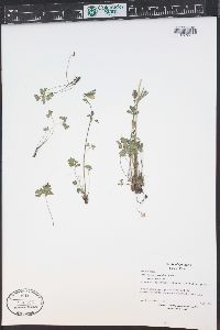 Aquilegia coerulea image