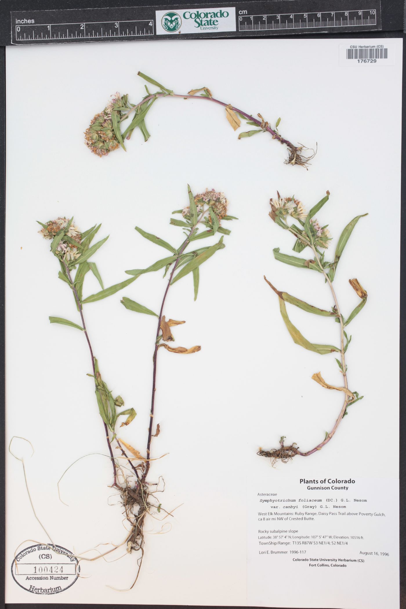 Symphyotrichum foliaceum var. canbyi image