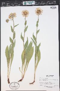 Erigeron gracilis image