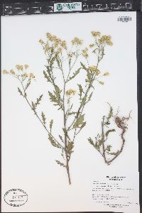 Senecio eremophilus var. kingii image