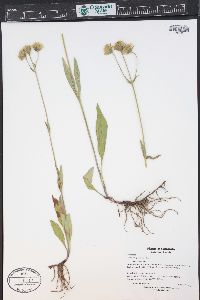 Arnica parryi image