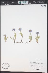 Erigeron ursinus image