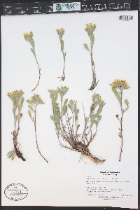 Heterotheca villosa var. foliosa image