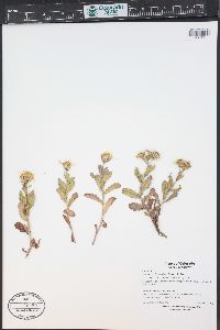 Senecio fremontii image