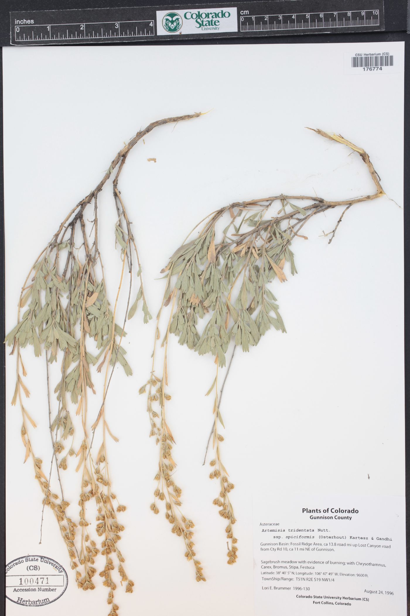 Artemisia tridentata subsp. spiciformis image