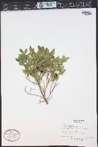 Vaccinium myrtillus image