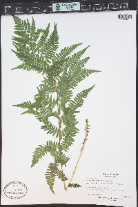 Pteridium aquilinum subsp. pubescens image