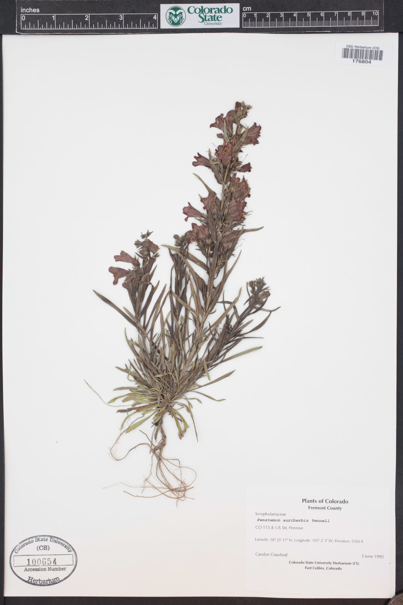 Penstemon auriberbis image