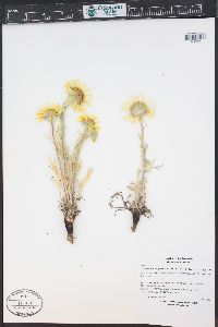 Hymenoxys grandiflora image