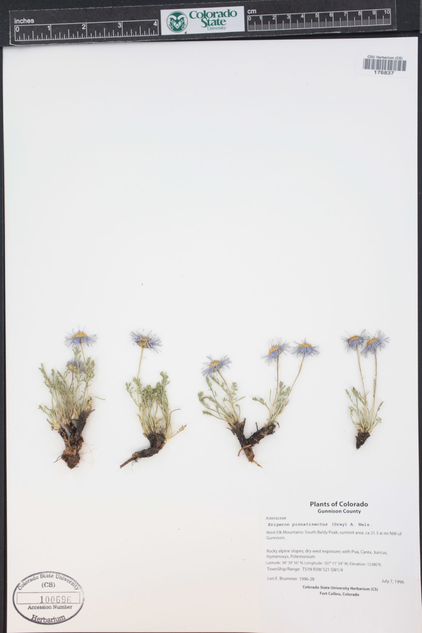 Erigeron pinnatisectus image