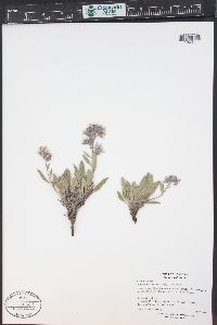 Phacelia hastata image