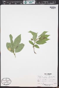 Lonicera involucrata image