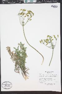 Lomatium grayi image