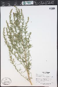 Artemisia dracunculus image