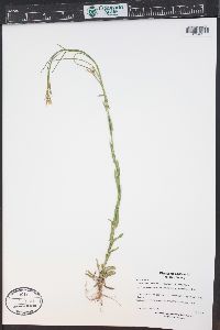 Boechera stricta image