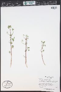 Philadelphus microphyllus image