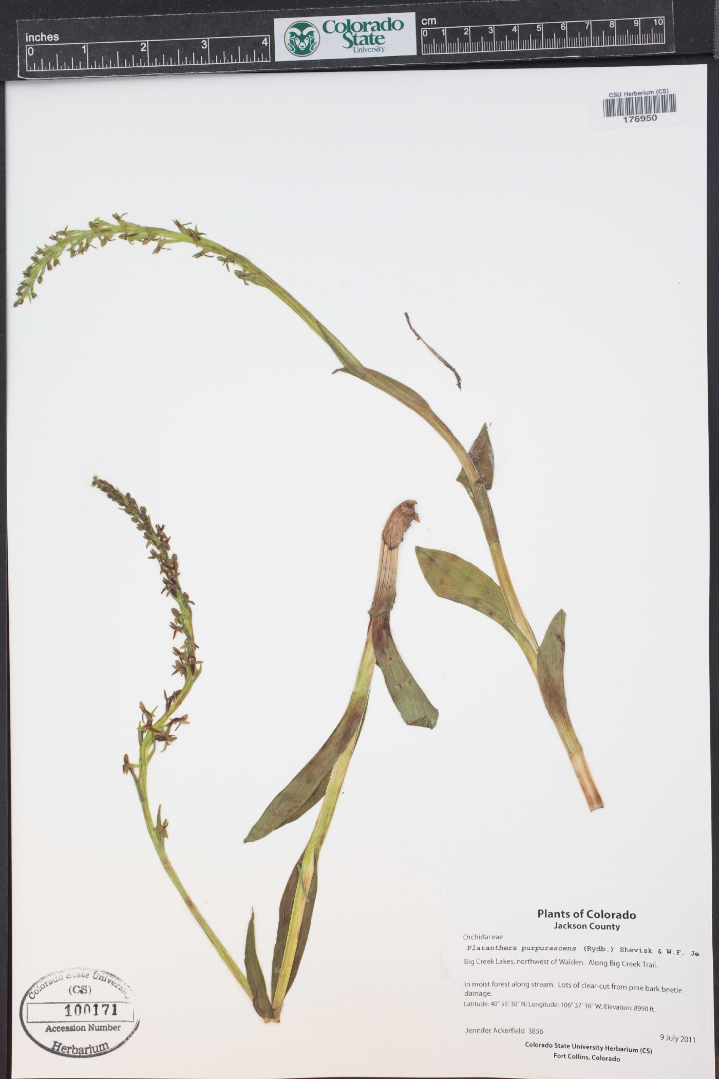 Platanthera purpurascens image